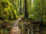Montgomery Woods 004